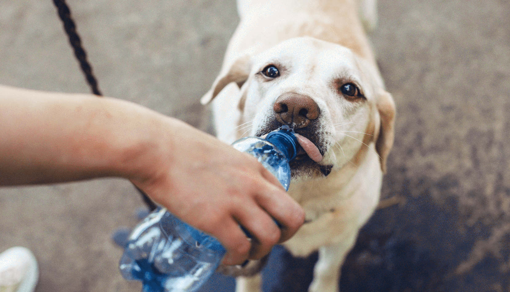 Hydrate your dog_Project Salt