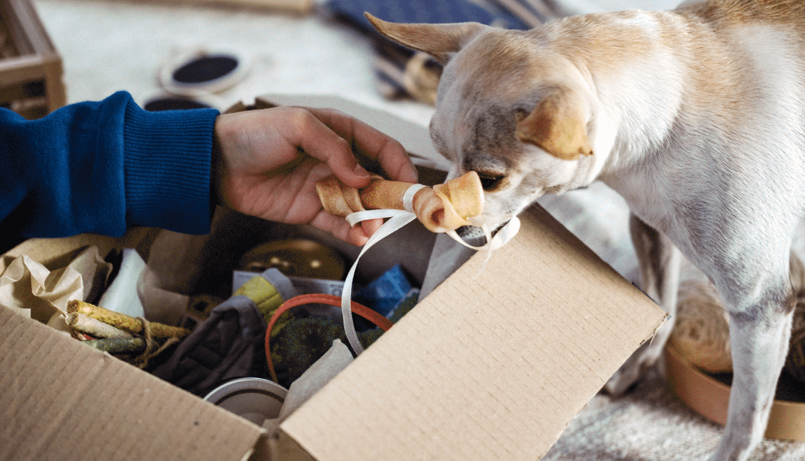 Pet Supplies_Project Salt